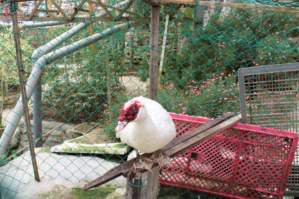 キャメロンハイランドのバラ園